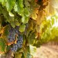 VITICOLTURA: ENTRO 31 MARZO DOMANDE PER AUTORIZZAZIONE NUOVI VIGNETI