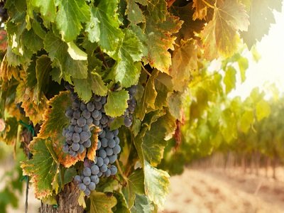 VITICOLTURA: ENTRO 31 MARZO DOMANDE PER AUTORIZZAZIONE NUOVI VIGNETI